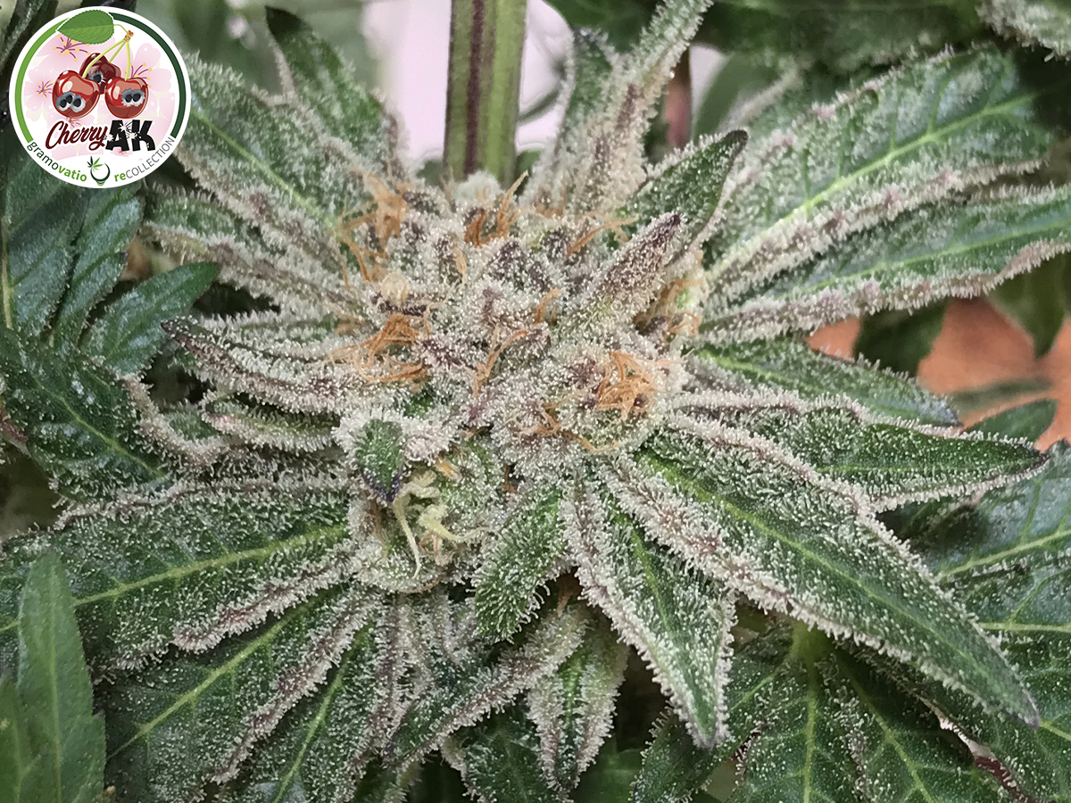 Cherry AK semillas de marihuana Cáñamo